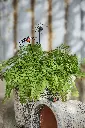 20932_a.webp