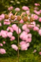 27986_a.jpg