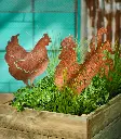 22646_a.webp