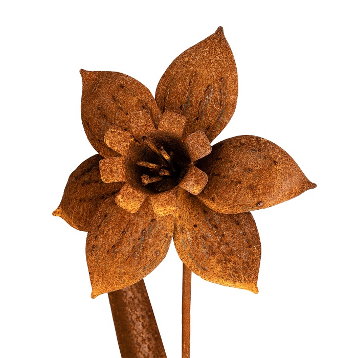 Stake Daffodil Rust>