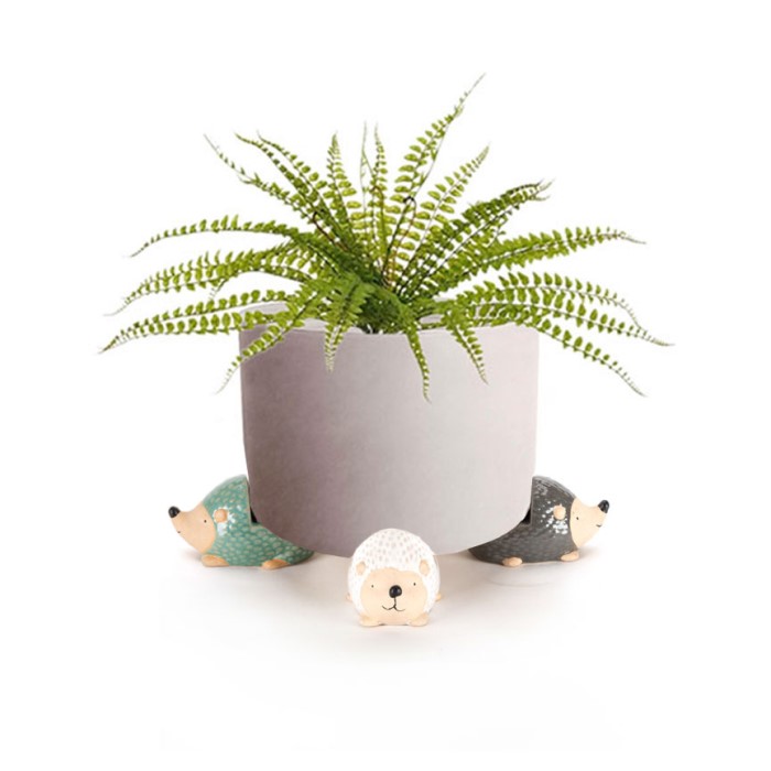 Echidna Pot Feet Ass