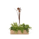 Stake Iris Rust