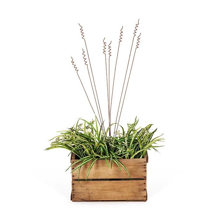 Stake Grass Spray Rust