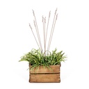 Stake Grass Spray Rust