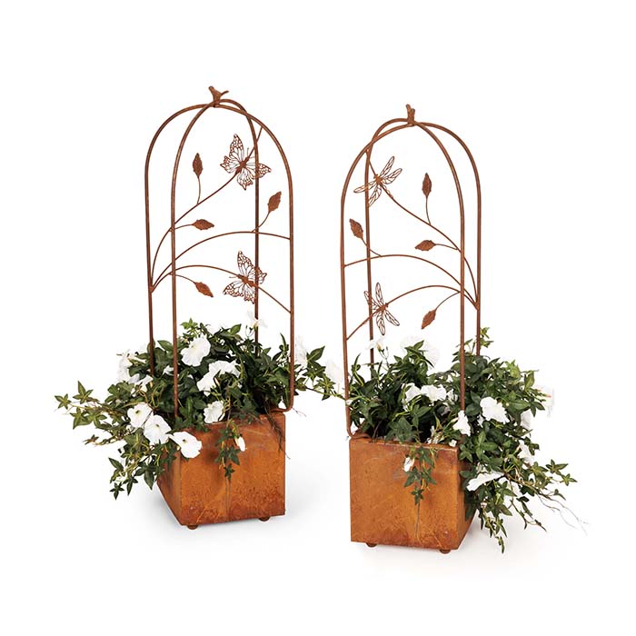 Grow Frame Butt/Dragfly rust-