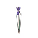 Purple Iris
