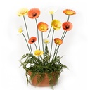 Stake Poppy Sunset S/3 -: