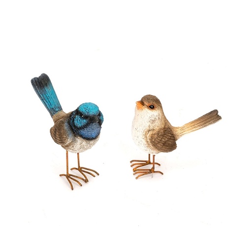 [11312] Fairy Wren mixed with feet