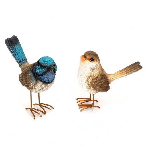 [11459] Fairy Wren mixed Large feet