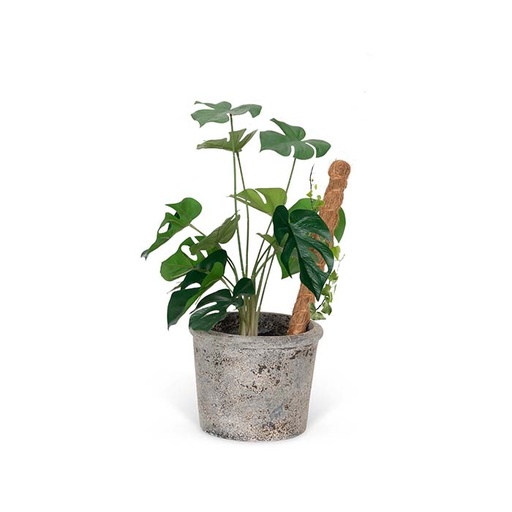 [25548] Coconut Fibre Growstick 60cm