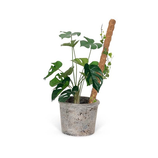 [25555] Coconut Fibre Growstick 90cm