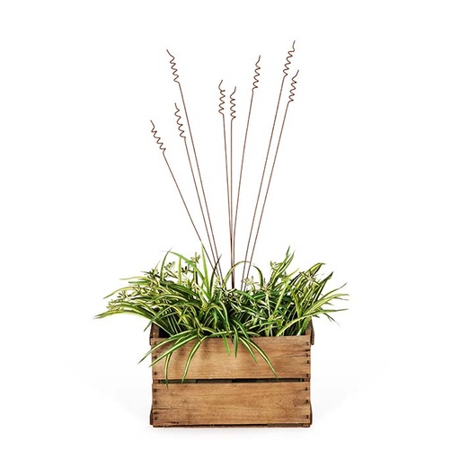 [25807] Stake Grass Spray Rust